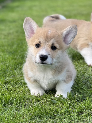 des Joyaux de Milady - Welsh Corgi Pembroke - Portée née le 20/03/2024